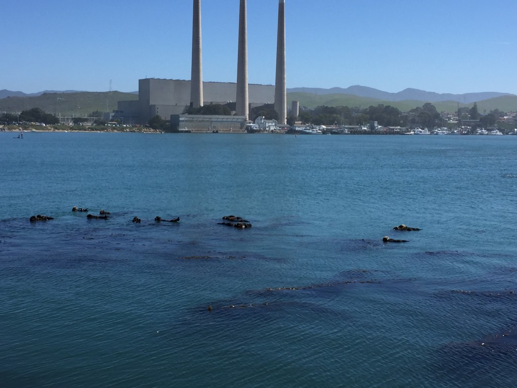 Otters swimming in Morro Bay