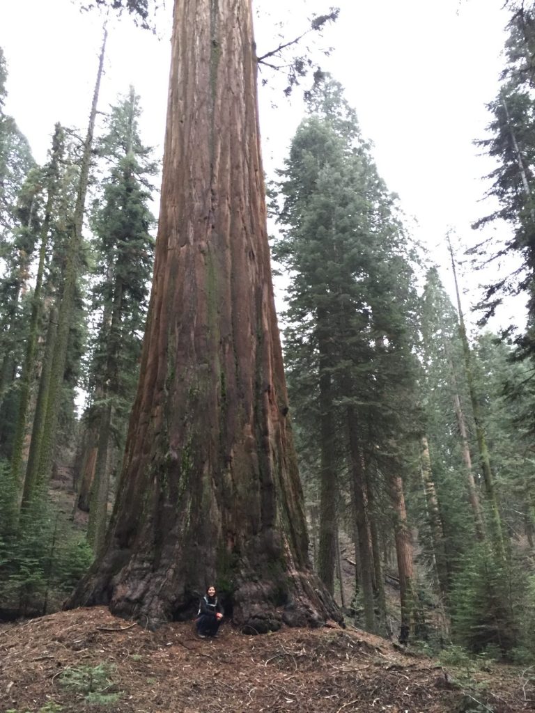 Just an average Sequoia