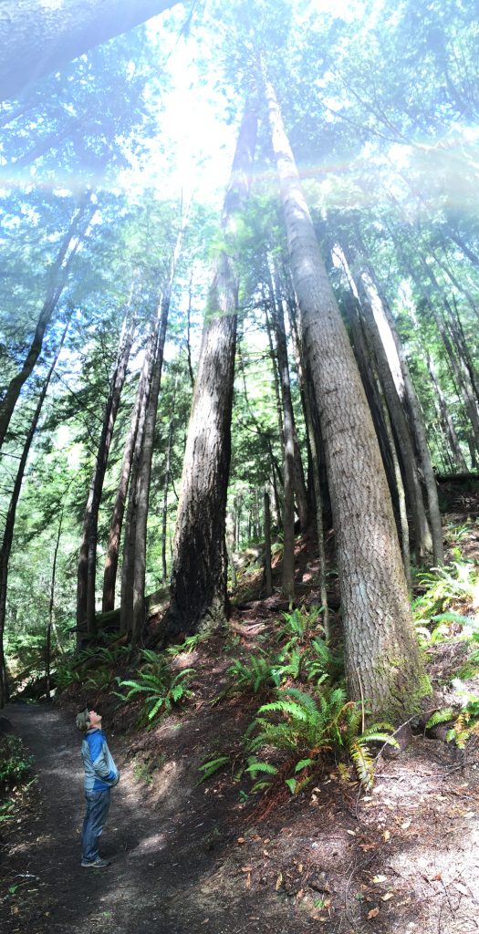 looking up to the redwoods