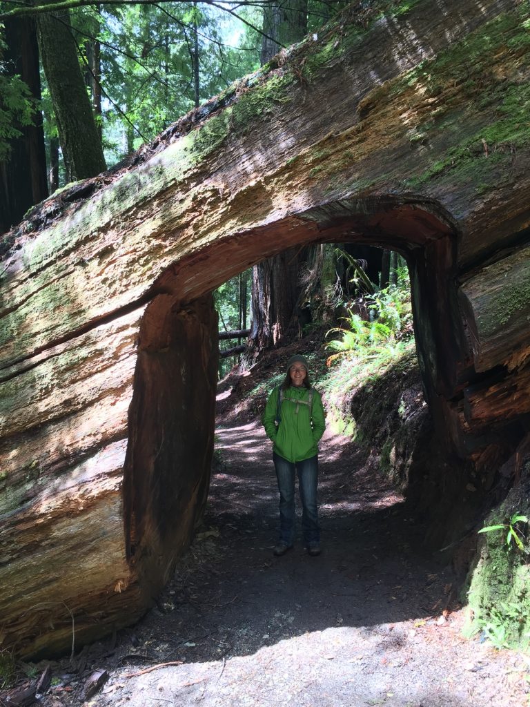 walking through the redwoods