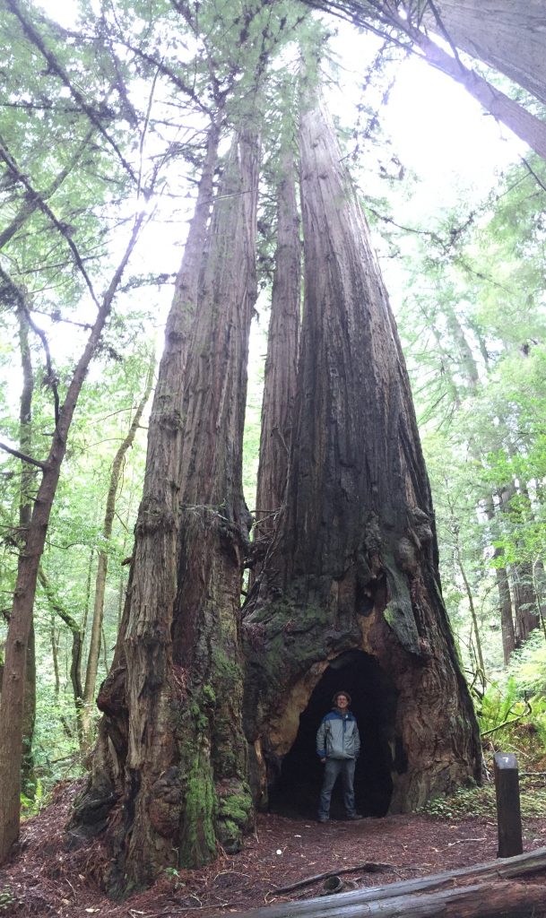 in among the redwoods