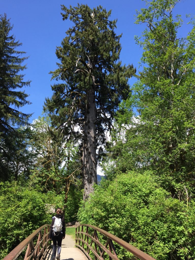 World's Largest Sitka Spruce