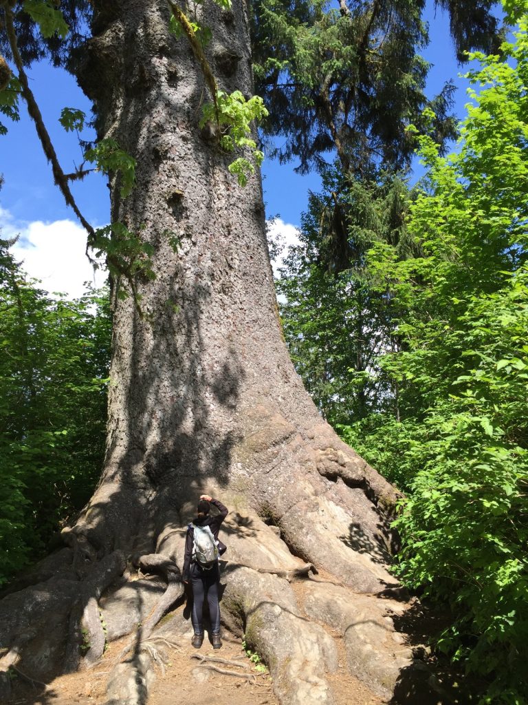 World's Largest Sitka Spruce