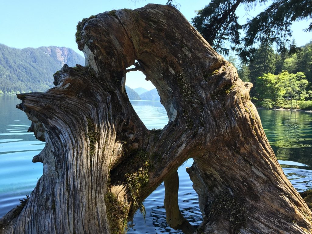 Lake Crescent through a root